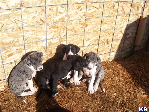 Puppies in Onalaska